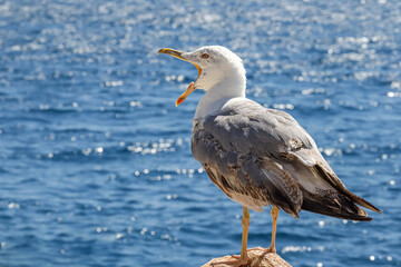 Standing seagull on the seafront