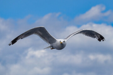 Flying seagulls against the sky over the Adriatic