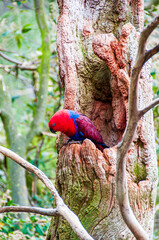 Female Eclectus Parrot Perched in Tree