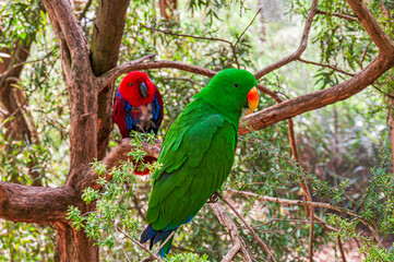 Male and Female Eclectus Parrots