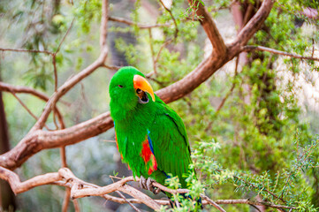 Male Eclectus Parrot with Mouth Open