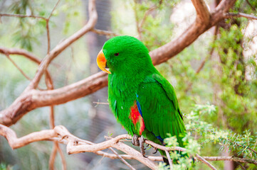 Male Eclectus Parrot Closeup