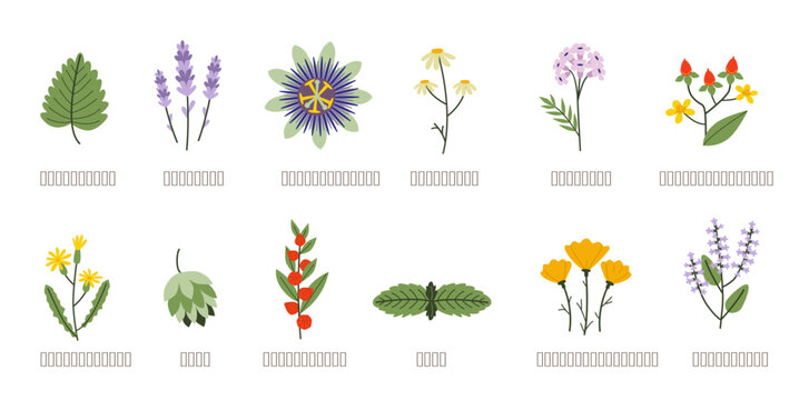 Remedies for sleep and relaxation. Medicinal herbs: lavender, chamomile, valerian, passionflower, ashwagandha, holy basil, wild lettuce, hops, lemon balm, california poppy isolated on white background