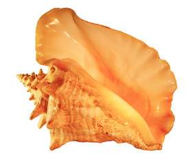 Queen Conch or Pink Conch (Strombus Gigas) seashell from the Caribbean Sea on a transparent...