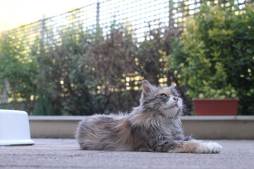 Chat profitant de l’extérieur en été en fin d’après midi 