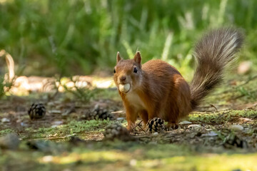 Naklejka na ściany i meble Cute little scottish red squirrel on the woodland floor with a monkey nut to eat with natural forest woodland