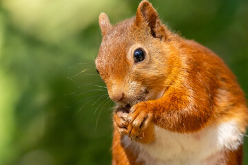 Cute little scottish red squirrel close up portrait eating a nut in the woodland with natural green forest background in the sunshine 