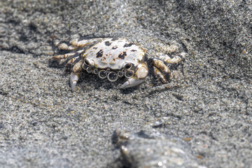 Mud-flat Crab (Hemigrapsus oregonensis) on a Vancouver Island Beach