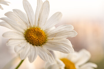 Macro of white Chamomile or camomile flower on blurred natural background. Herbal medicine, organic cosmetics, Copy space for visual product display, mock up