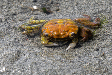 Mud-flat Crab (Hemigrapsus oregonensis) on a Vancouver Island Beach