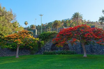 Blooming colorful Flamboyant tree (Royal poinciana) at Doramas Park (Parque Doramas), in Las Palmas de Gran Canaria, Spain