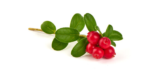 Fresh wild lingonberry berries with leaves, isolated on white background.