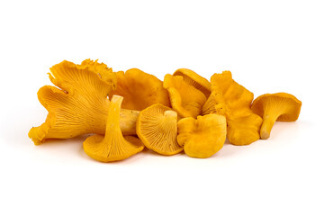 Chanterelle or girolle mushrooms, Cantharellus cibarius, Isolated on white background.