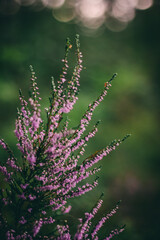 flower in the garden