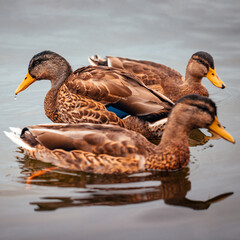 ducks on the water