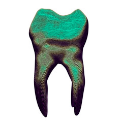 Human anatomy scientific illustrations: teeth. Teeth sketch. Hand drawn different types of human tooth collection. Dentist graphic template.