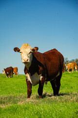 hereford beef cattle