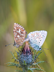 Chalkhill Blue Butterflies Mating on Carline Thistle