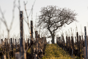 tree in a middle of a vineyard, vision from the ground , with perspective