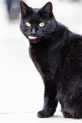 Black cat licking his nose 
