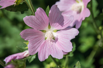 Big pink and red delicate flowers of mallow in bloom with green leaves and buds closeup, summer flowers background,