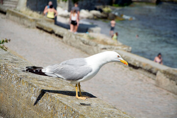 Closeup of a yellow-legged gull (Larus michahellis)