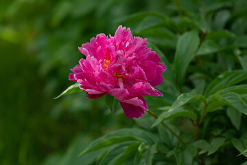 stem with leaves and flower of a tree-shaped maroon peony