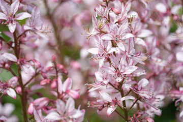 blooming burning bush with purple flowers on a background of greenery