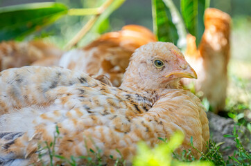 young chicken on the farm