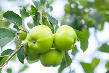 apples close-up in the garden