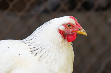white chicken close-up on the farm