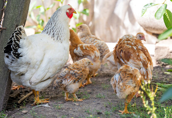 hen with chickens on the farm