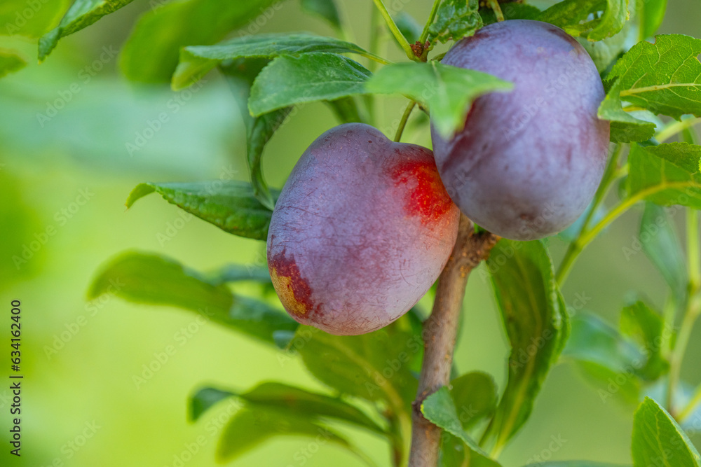 Canvas Prints plum growing on a tree close-up