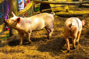 Domestic pigs in the enclosure zoo Keukenhof park Lisse Netherlands.