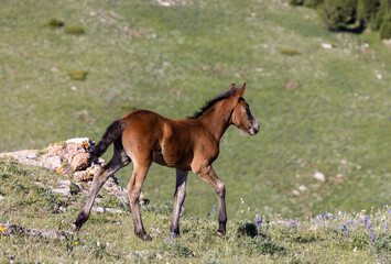 Naklejka na ściany i meble Wild Horse Foal in the Pryor Mountains Montana in Summer