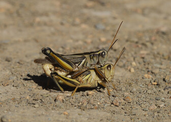 Close up of two mating Two-striped Grasshoppers (Melanoplus bivittatus) in Colorado resting on the ground. 
