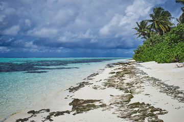 Tranquil Maldivian Beach: Turquoise Waters, Ivory Sands, and Lush Vegetation, Creating a Tropical Paradise