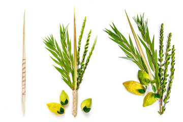 Jewish holiday of Sukkot. Traditional symbols (The four species): Etrog (citron), lulav (palm branch), hadas (myrtle), arava (willow)