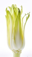 Gourmet Greens Galore: Elevate Your Dishes with Fresh Endive