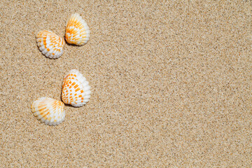 Fototapeta na wymiar Shells in form of butterfly wings lie on yellow sand close-up