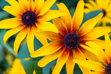 Coneflower close-up