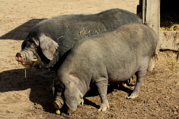 Pigs in Love, Meishan Pig
