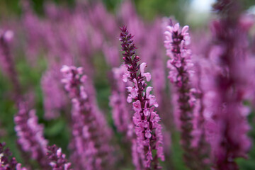 A field of blooming pink woodland sage. Blurred background. Space for text.