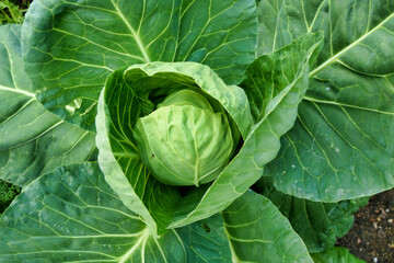 Close up of a cabbage plant (variety Greyhound) being grown organically by the no dig method
