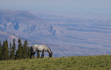 Naklejka na ściany i meble Wild Horse in Summer in the Pryor Mountains Wild Horse Range Montana