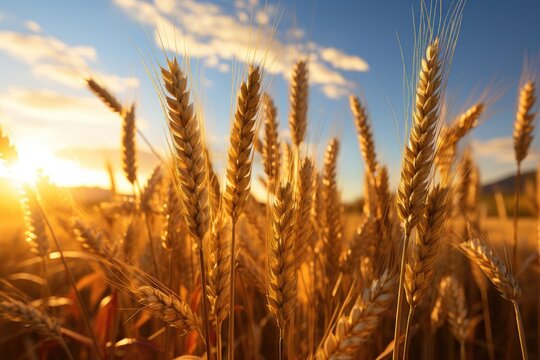 Golden Symphony: Capturing a Silhouette's Progress Through a Wheat or Barley Field, Sunlight Casting Dancing Shadows on Swirling Stalks, a Breathtaking Display Generative AI