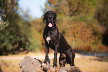 Great Dane dog walking outdoor