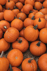 Lots of colourful orange pumpkins. Autumn fall seasonal pattern composition