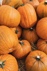 Pile of many harvested orange pumpkins at farmers market. Autumn fall seasonal background