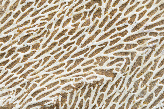 Cseup bryozoan fossil patterns